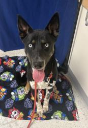 Shelter Stray Male Dog last seen Near S 500 E, SALT LAKE CITY, UT, 84111, 511 W 3900 S, Salt Lake City, UT 84123, USA