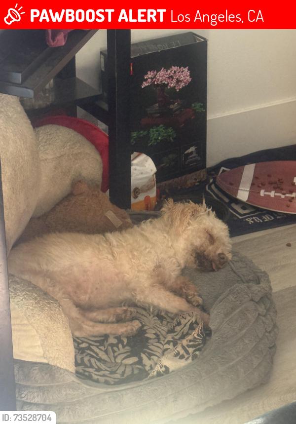 Lost Male Dog last seen He was last seen walking west, Los Angeles, CA 90044