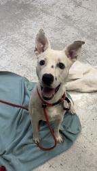Shelter Stray Male Dog last seen Near W 400 S, SALT LAKE CITY, UT, 84104, 511 W 3900 S, Salt Lake City, UT 84123, USA