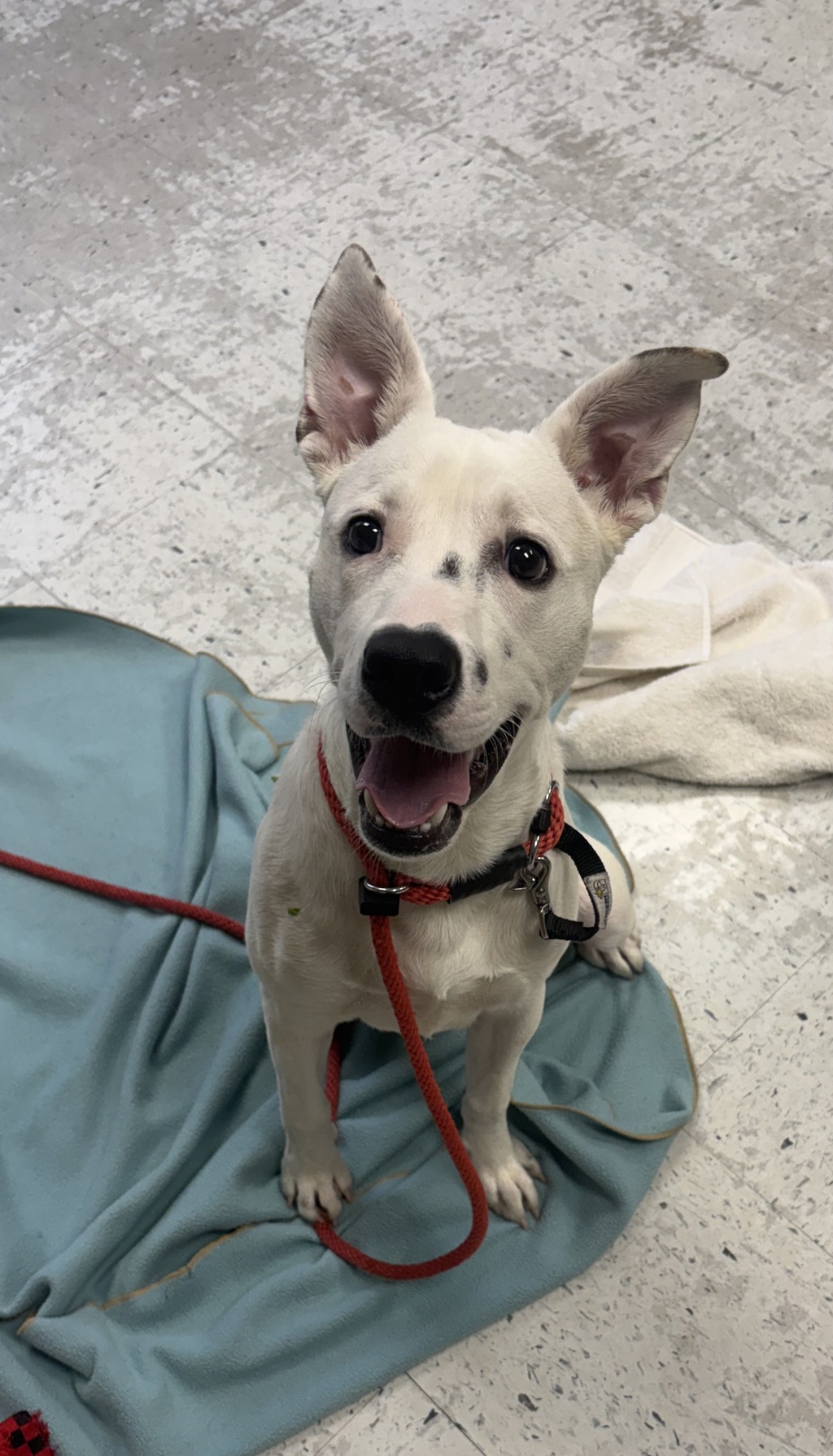Shelter Stray Male Dog last seen Near W 400 S, SALT LAKE CITY, UT, 84104, 511 W 3900 S, Salt Lake City, UT 84123, USA