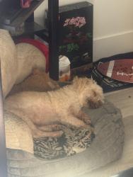 Lost Male Dog last seen He was last seen walking west, Los Angeles, CA 90044
