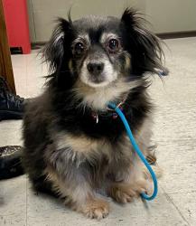 Shelter Stray Male Dog last seen Near S 700 W, MILLCREEK, UT, 84123, 511 W 3900 S, Salt Lake City, UT 84123, USA