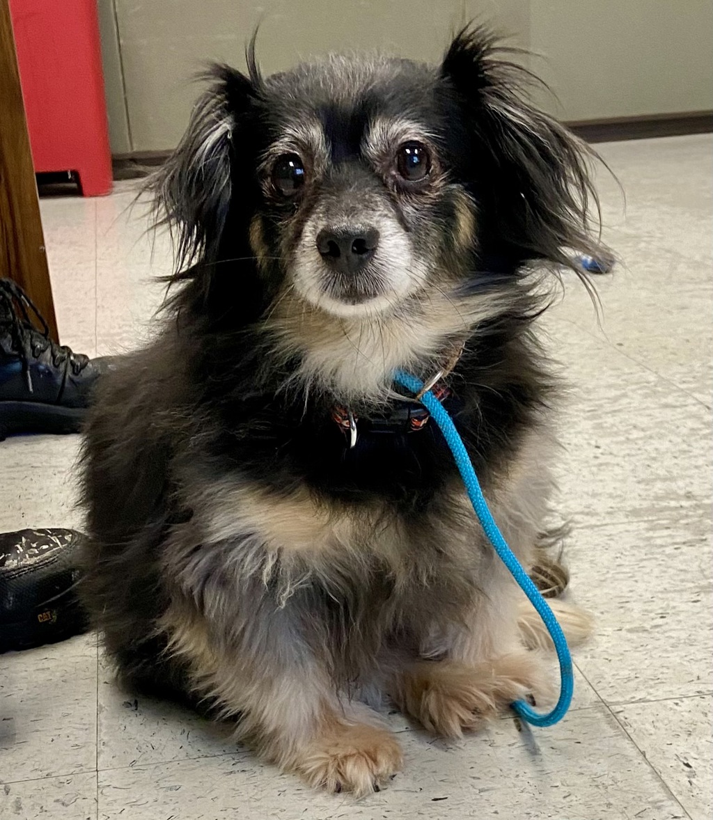 Shelter Stray Male Dog last seen Near S 700 W, MILLCREEK, UT, 84123, 511 W 3900 S, Salt Lake City, UT 84123, USA