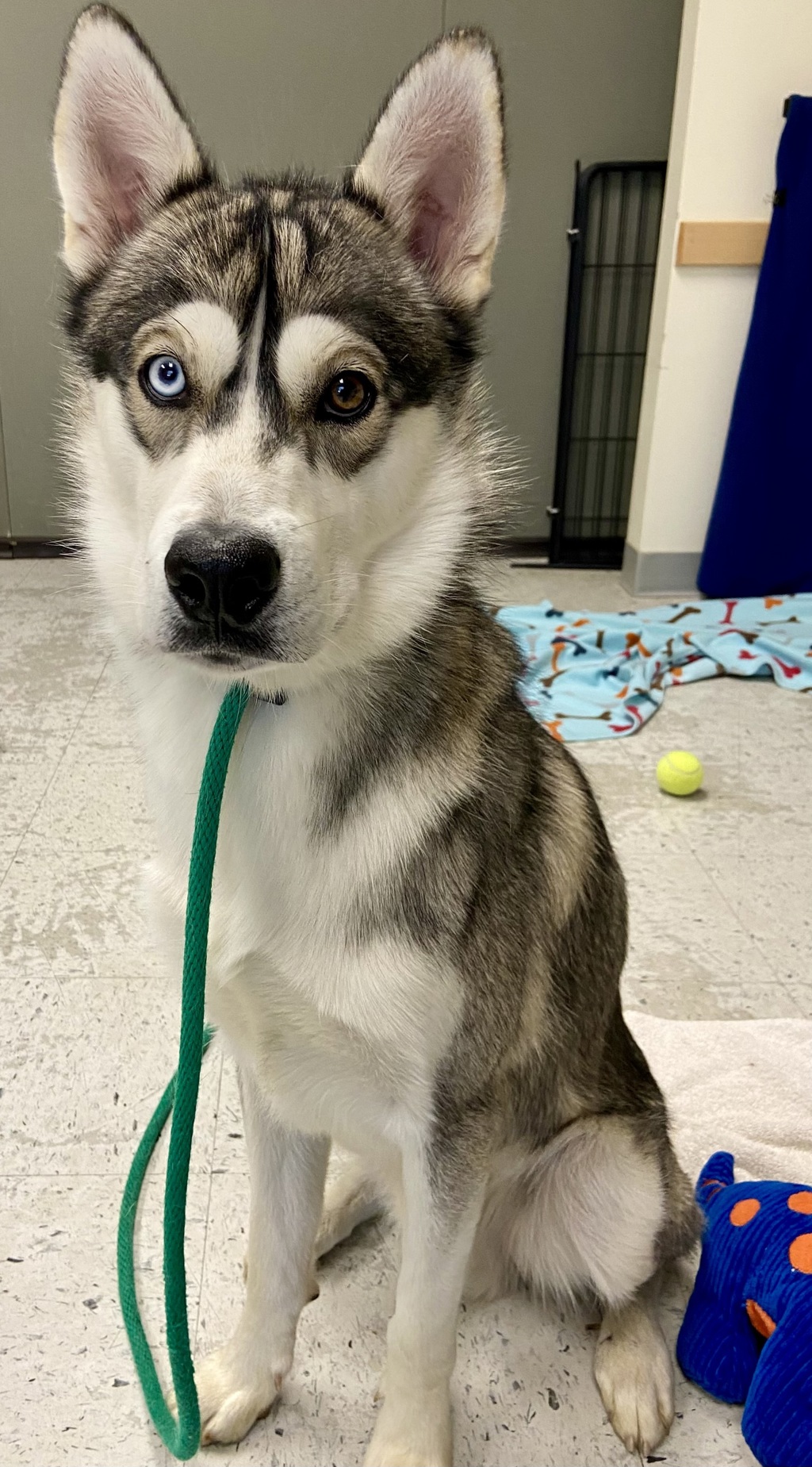 Shelter Stray Male Dog last seen Near W 700 S, SALT LAKE CITY, UT, 84104, 511 W 3900 S, Salt Lake City, UT 84123, USA