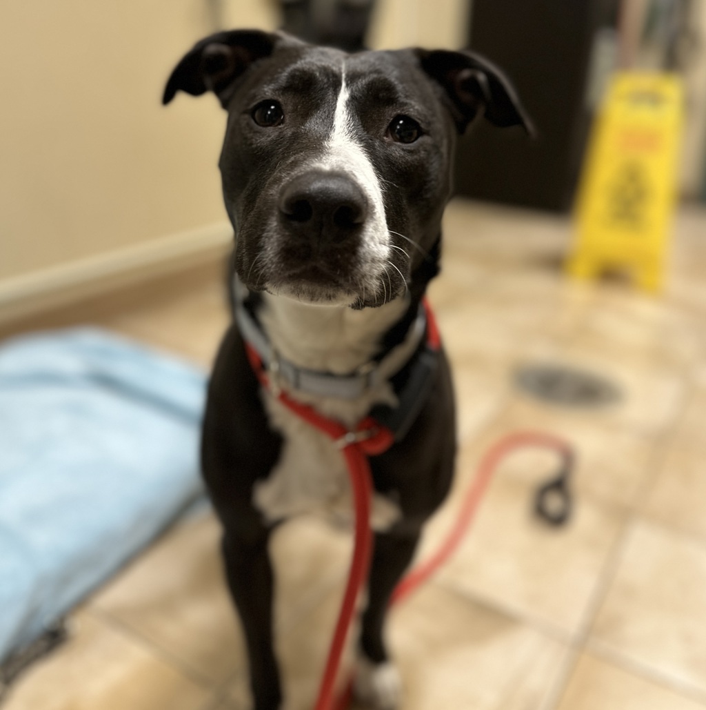 Shelter Stray Female Dog last seen OR, 1700 W Historic Columbia River Hwy, Troutdale, OR 97060, USA