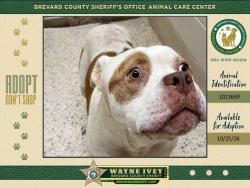 Shelter Stray Male Dog last seen FL, 5100 W Eau Gallie Blvd, Melbourne, FL 32934, USA