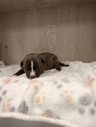Shelter Stray Female Dog last seen Front door of shelter - in a trap, LAFAYETTE, LA, 70507, 410 Dugas Rd, Lafayette, LA 70507, USA