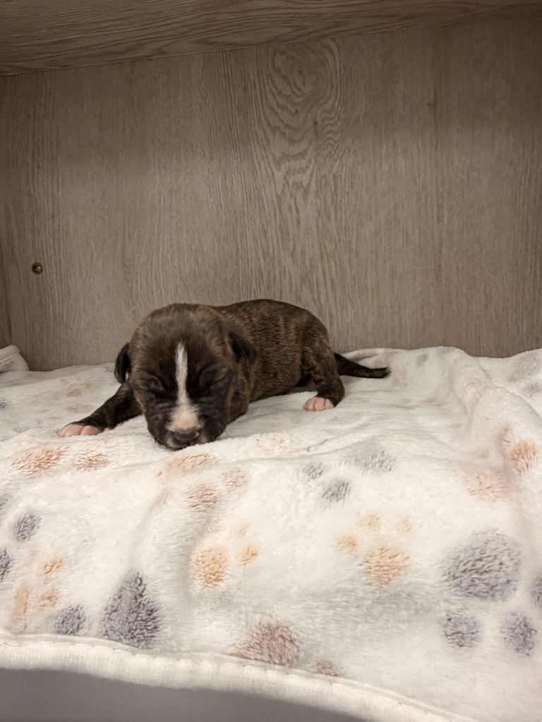 Shelter Stray Female Dog last seen Front door of shelter - in a trap, LAFAYETTE, LA, 70507, 410 Dugas Rd, Lafayette, LA 70507, USA