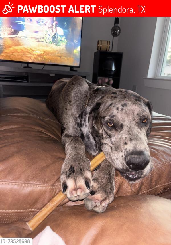 Lost Male Dog last seen Splendora, Greenleaf, The Canopies, Splendora, TX 77372