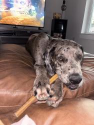 Lost Male Dog last seen Splendora, Greenleaf, The Canopies, Splendora, TX 77372