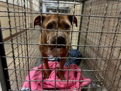 Shelter Stray Male Dog last seen US-183 & Texas 130 Service Rd, AUSTIN, TX, 78719, 7201 Levander Loop bldg a, Austin, TX 78702, USA