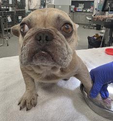 Shelter Stray Male Dog last seen Federal Boulevard, San Diego, CA, 92105, 5500 Gaines St, San Diego, CA 92110, USA