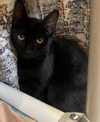 Shelter Stray Female Cat last seen Near Island Avenue, San Diego, CA, 92101, 5500 Gaines St, San Diego, CA 92110, USA