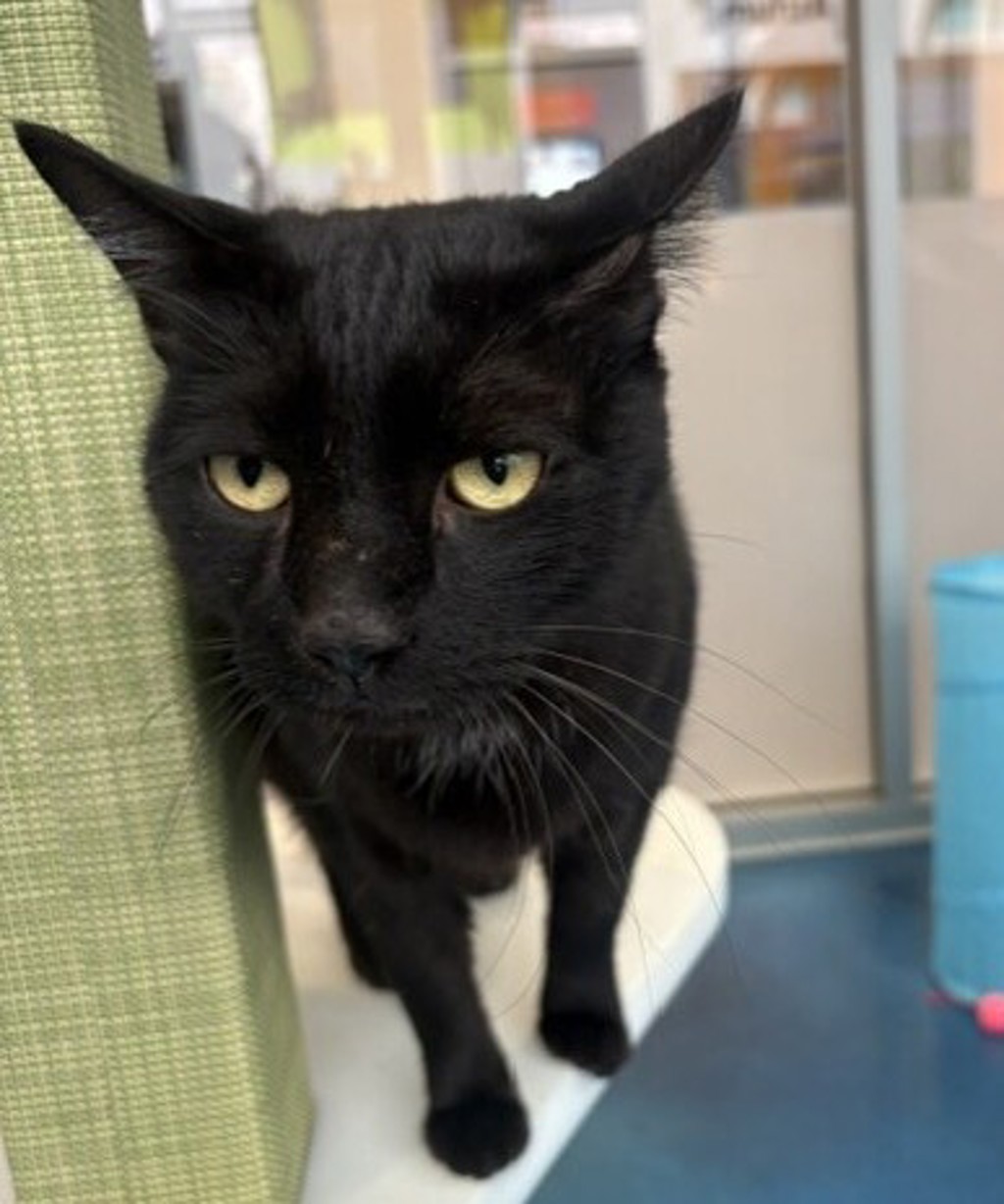 Shelter Stray Male Cat last seen Near Palm Avenue, Imperial Beach, CA, 91932, 5500 Gaines St, San Diego, CA 92110, USA
