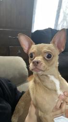 Lost Male Dog last seen Safeway, vision clinic, Salmon Creek, WA 98685