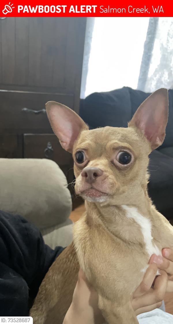Lost Male Dog last seen Safeway, vision clinic, Salmon Creek, WA 98685