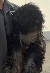 Reunited Unknown Dog last seen Waste Management, 98th avenue, Oakland, Oakland, CA 94603