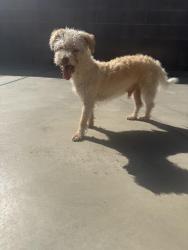 Reunited Male Dog last seen Halldale & Gage, Los Angeles, CA 90047