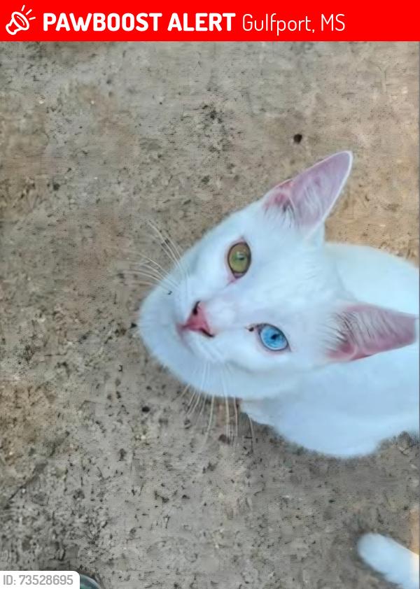 Lost Male Cat last seen Near Marian Rd, Gulfport, MS/ Fazzio's/ Hwy 53, Gulfport, MS 39503