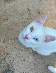 Lost Male Cat last seen Near Marian Rd, Gulfport, MS/ Fazzio's/ Hwy 53, Gulfport, MS 39503