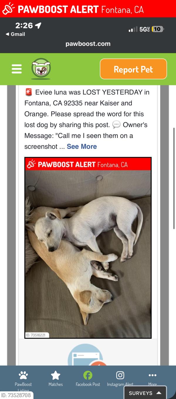 Lost Female Dog last seen Palmetto and orange, Fontana, CA 92335