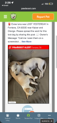 Lost Female Dog last seen Palmetto and orange, Fontana, CA 92335