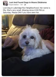 Lost Female Dog last seen SW 112th and May, Oklahoma City, OK 73170
