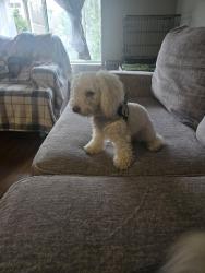 Reunited Female Dog last seen Yamaha golf in Burnsville, Burnsville, MN 55337