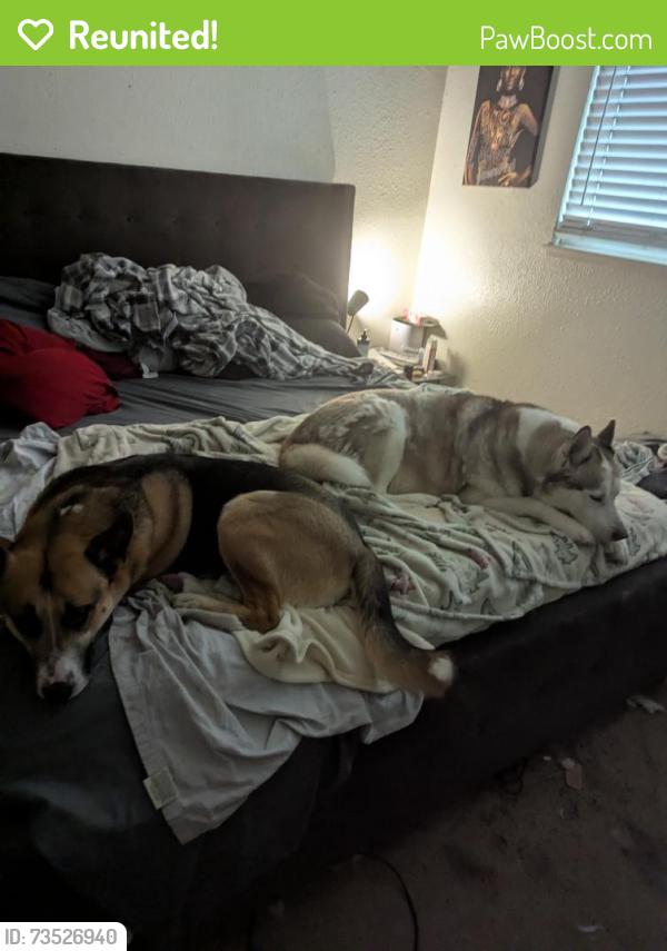 Reunited Male Dog last seen Possibly by Delta Little League School, Stockton, CA 95209