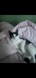 Lost Male Cat last seen Shannon Rd near Hoke county line and 4 way close to the fire department and post office, Shannon, NC 28386