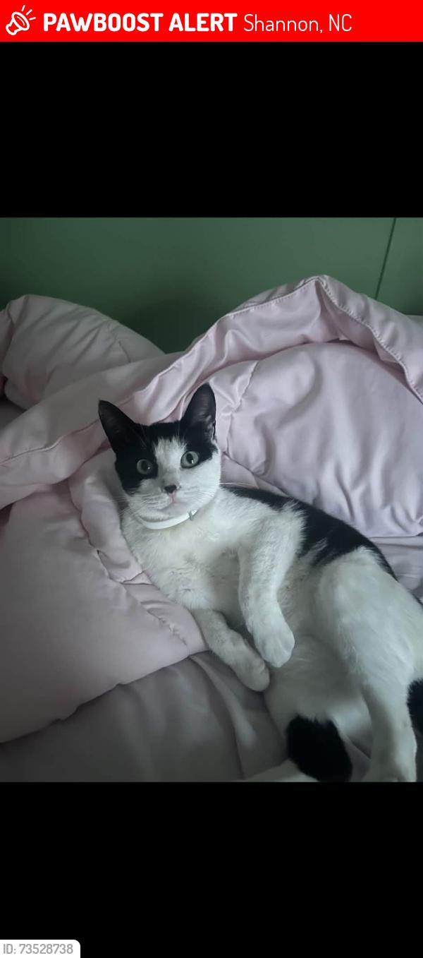 Lost Male Cat last seen Shannon Rd near Hoke county line and 4 way close to the fire department and post office, Shannon, NC 28386