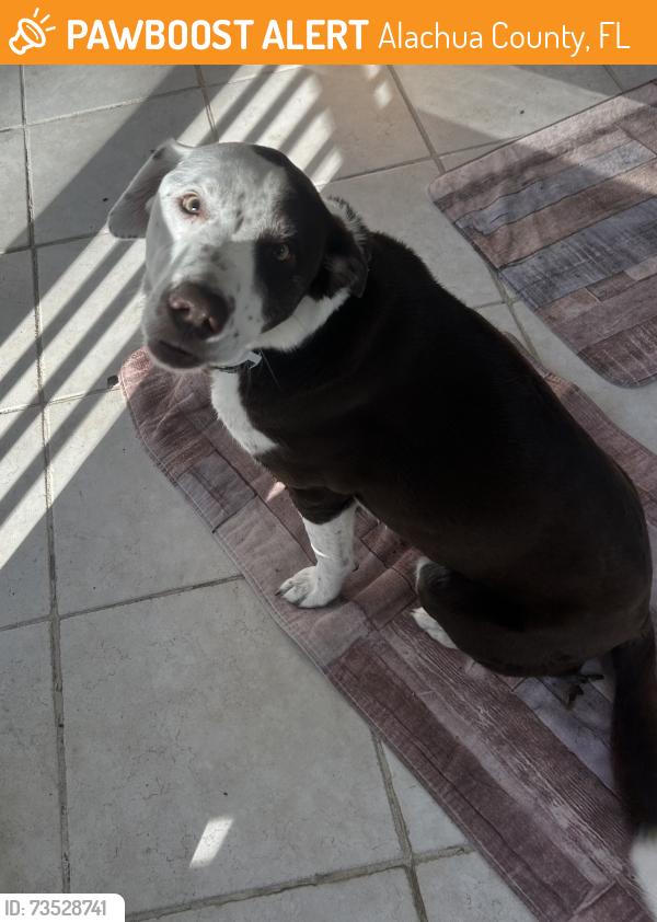 Found/Stray Female Dog last seen Nw 21st Ave/NW 29th st, Alachua County, FL 32606