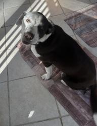 Found/Stray Female Dog last seen Nw 21st Ave/NW 29th st, Alachua County, FL 32606