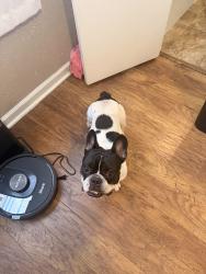 Reunited Male Dog last seen Mission Bend Community Park (San Dario Dr & Bellaire Blvd), Houston, TX 77083