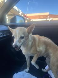 Found/Stray Male Dog last seen Maravilla, Cathedral City, CA 92234