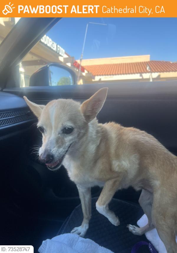 Found/Stray Male Dog last seen Maravilla, Cathedral City, CA 92234
