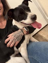 Found/Stray Female Dog last seen Elliot & the 10, Tempe, AZ 85284