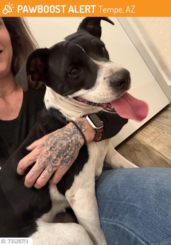Found/Stray Female Dog last seen Elliot & the 10, Tempe, AZ 85284