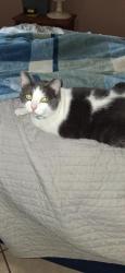 Reunited Female Cat last seen West mount houston , west Montgomery, antoine, Houston, TX 77088