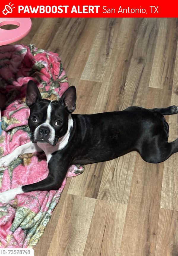 Lost Male Dog last seen Valley hi and Springvale, San Antonio, TX 78227