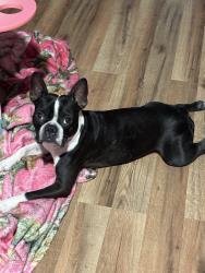 Lost Male Dog last seen Valley hi and Springvale, San Antonio, TX 78227