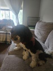 Reunited Male Dog last seen Yamaha golf, Burnsville, MN 55337