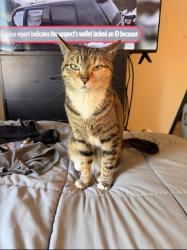 Lost Female Cat last seen Back yard of the Neighbors hse, Carlisle, PA 17013