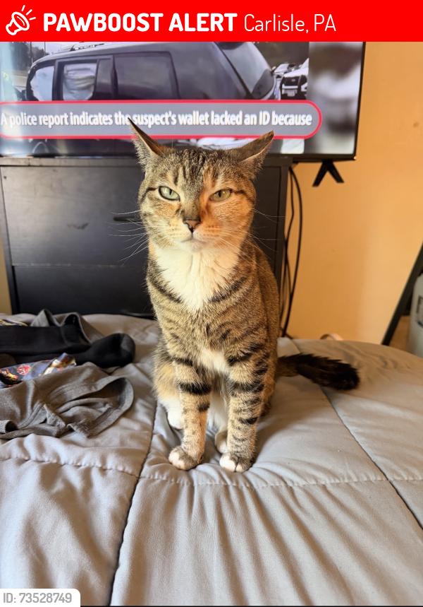 Lost Female Cat last seen Back yard of the Neighbors hse, Carlisle, PA 17013