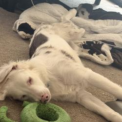 Reunited Male Dog last seen Lake, Killeen, TX 76543