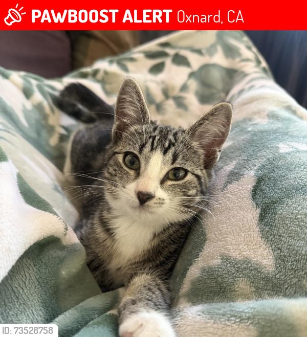 Lost Female Cat last seen West poplar street, Oxnard, CA 93033