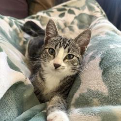 Lost Female Cat last seen West poplar street, Oxnard, CA 93033