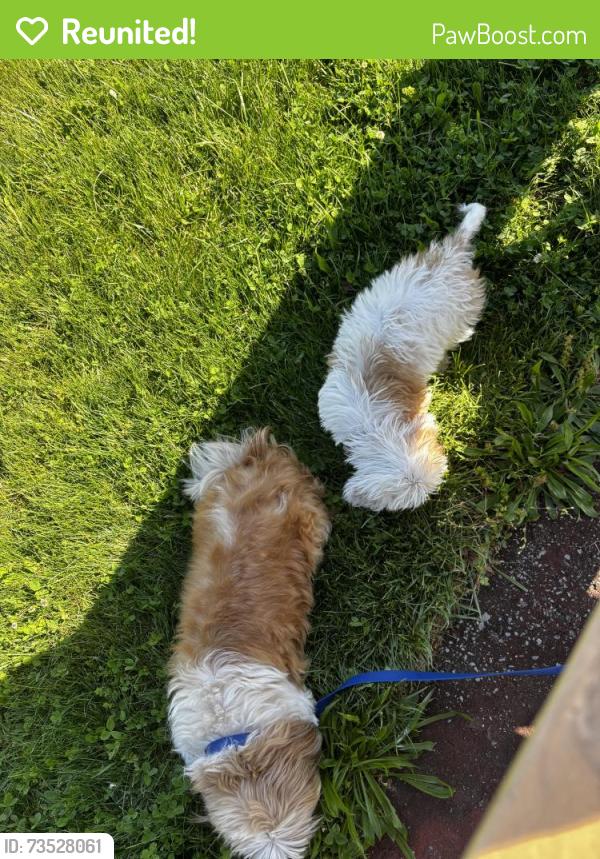 Reunited Female Dog last seen California ave near gas station, Pittsburgh, PA 15212