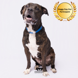 Shelter Stray Male Dog last seen , 3607 N Armenia Ave, Tampa, FL 33607, USA