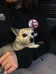 Lost Male Dog last seen Columbia ave & main st, Riverside, CA 92501